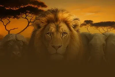 Safari