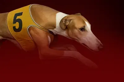Prerecorded Dogs