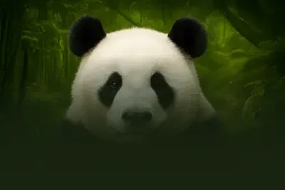 Pandas Run