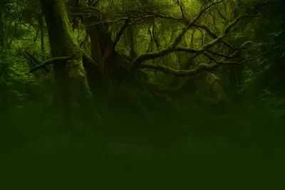 Deep Jungle
