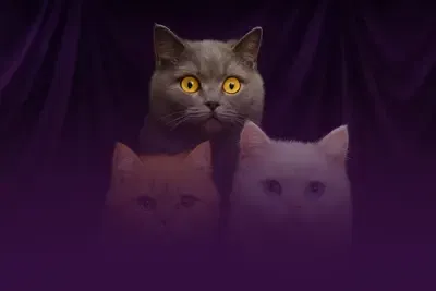 Fluf Tails