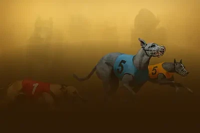 Greyhound Races