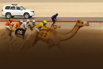 Camels