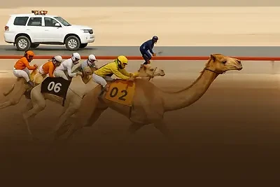 Camels