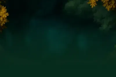 Owls