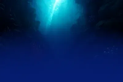 Shark Bait
