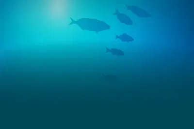 Mermaids Millions